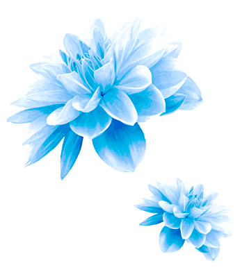 голубые цветки